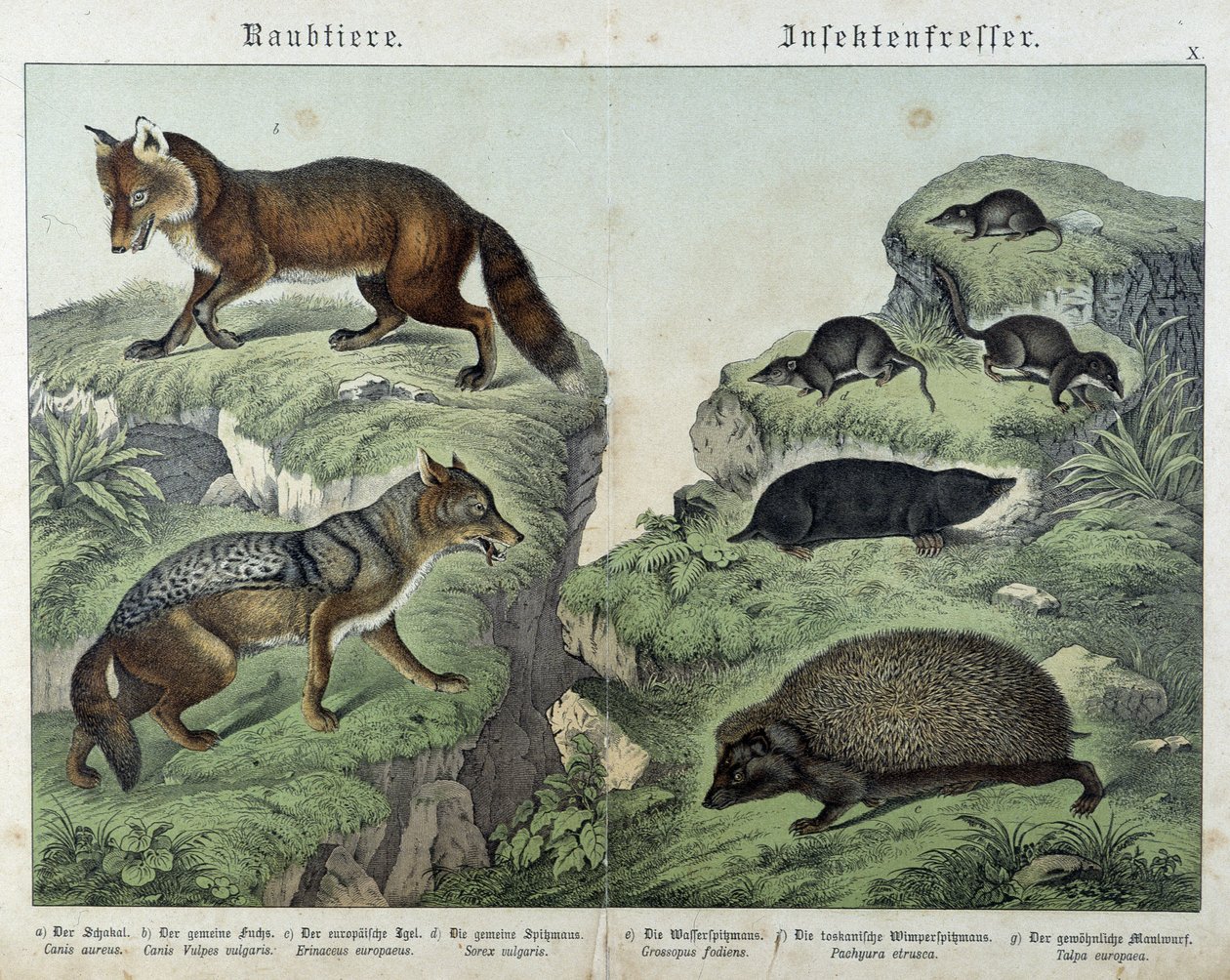 Tilki, gümüş tilki, kır faresi, köstebek ve kirpi - "" Memelilerin doğal tarihleri"nde, ed. Schreiber by Unknown artist