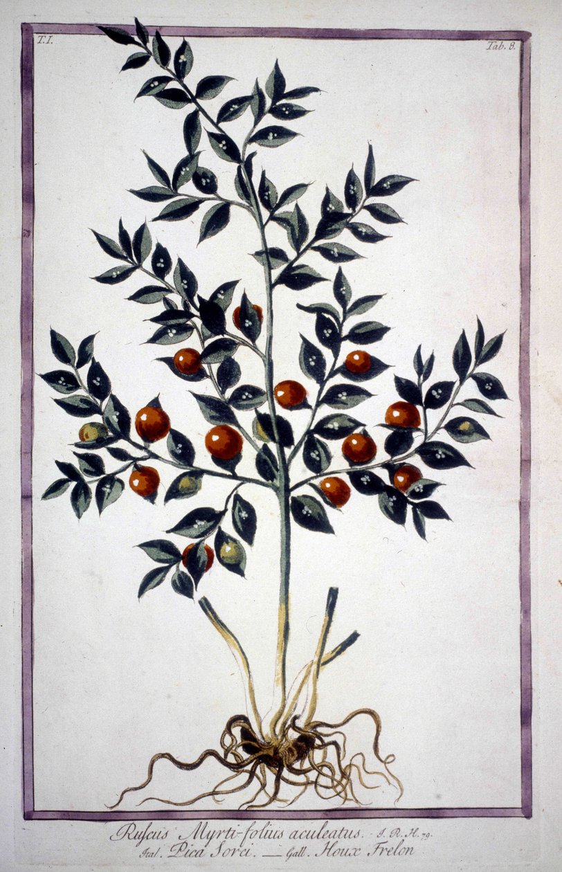 19. yüzyıl herbaryumunda Fragon False Holly veya Small Holly (Ruscus). by Unknown artist