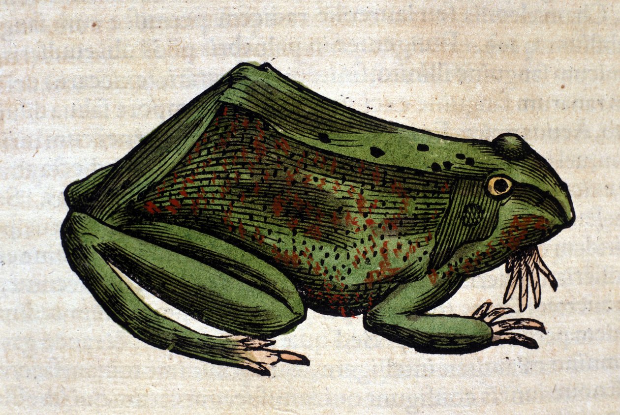 Conrad Gesner, Tiguri 1560, Historia Animalium