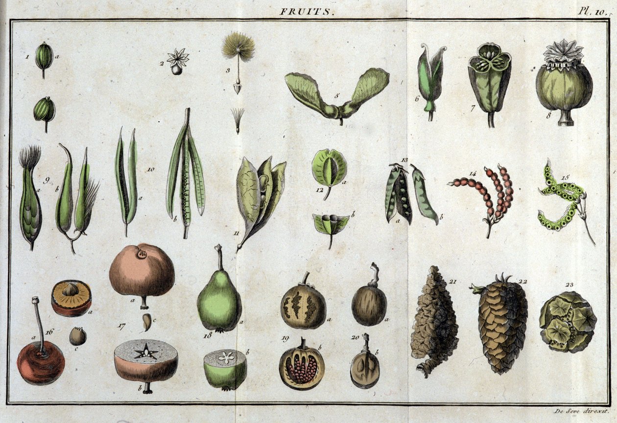Meyveler: "" Flora Françoise