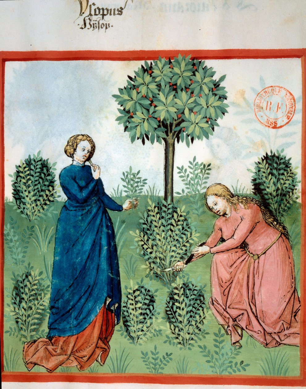 Çördük alın. İki kadın çördük (tıbbi ve aromatik bitki) dallarını kesti. Minyatür "" Tacuinum sanitatis. Taqwim es siha” (Folio 30), İbn Butlan tarafından yazılmıştır, v.1445-1451. Paris, BN. by Unknown artist