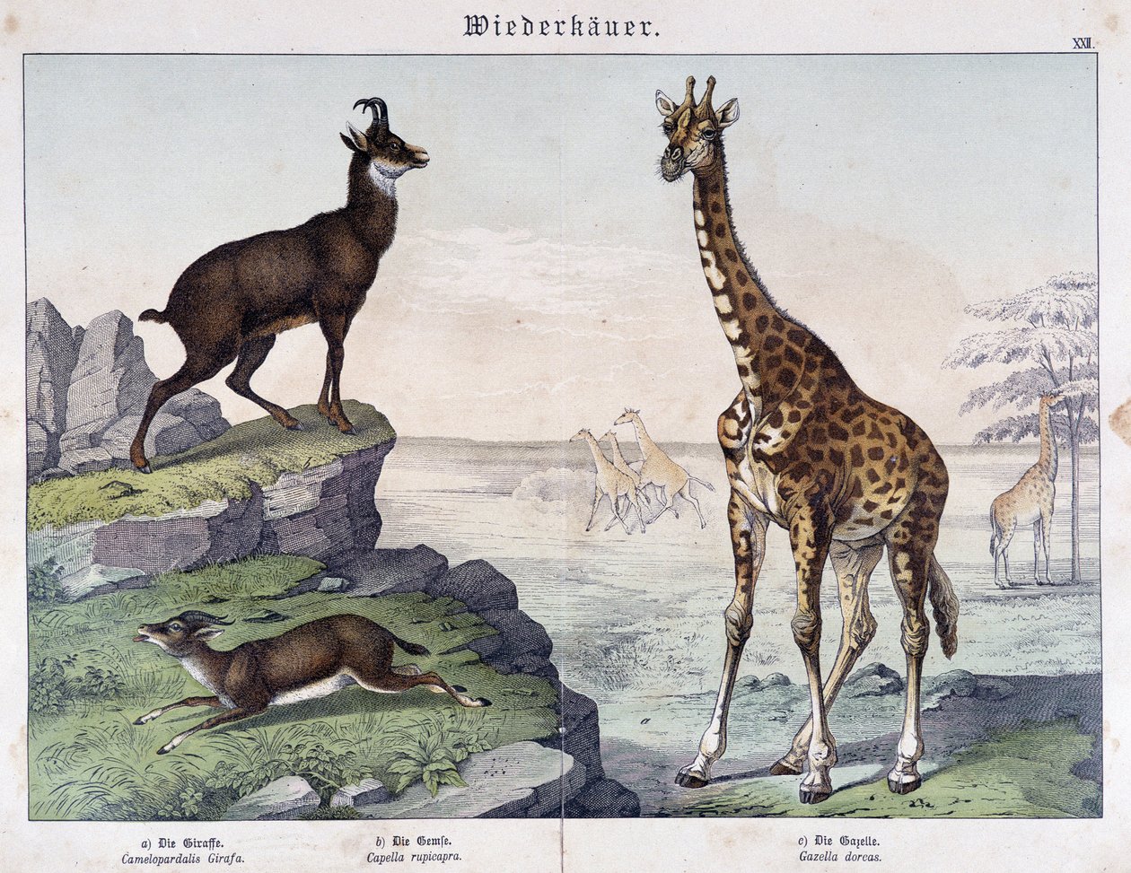 Zürafa, güderi ve ceylan - “” Histoires naturelle des memeliler”de, ed. Schreiber by Unknown artist