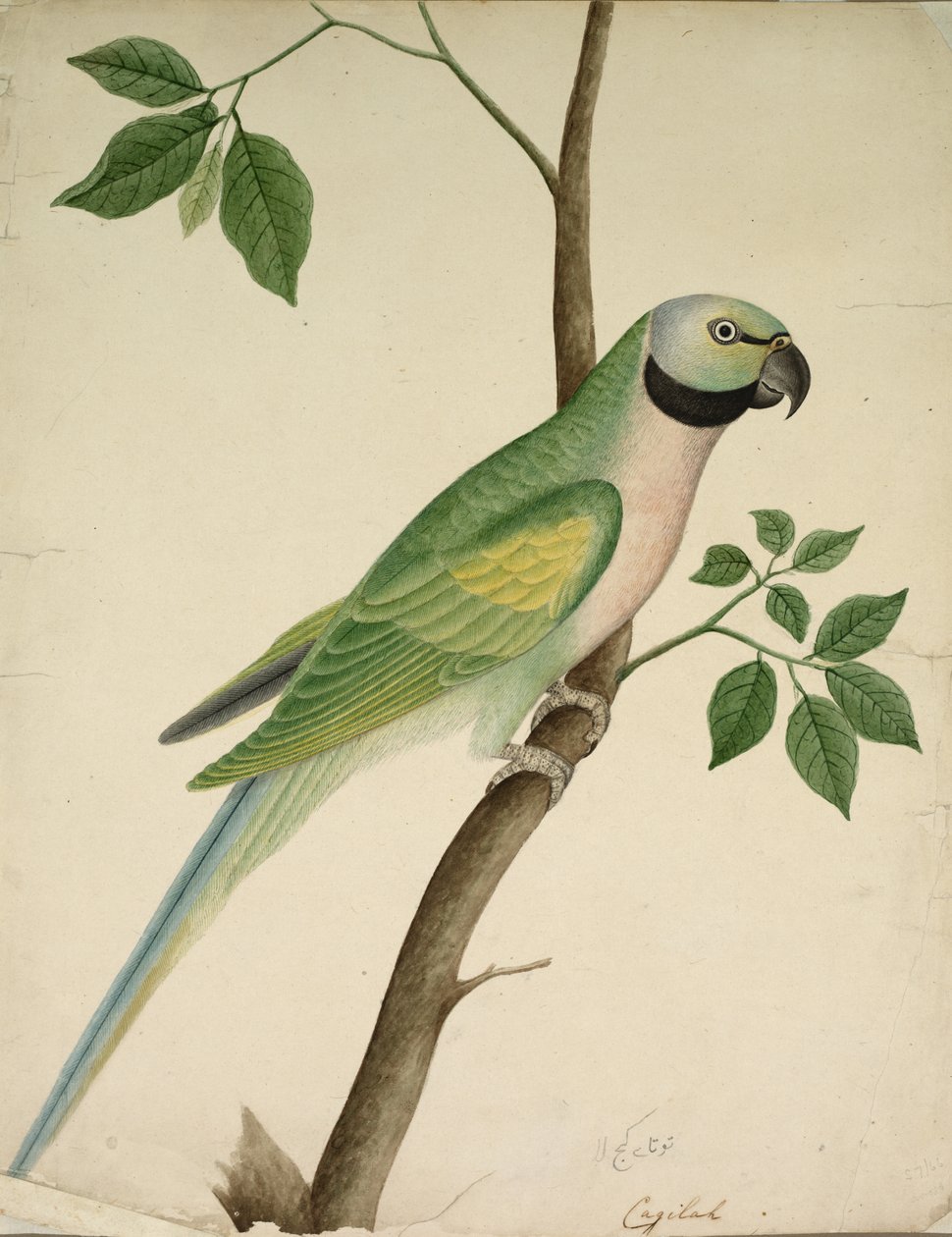 yeşil papağan by Unknown artist