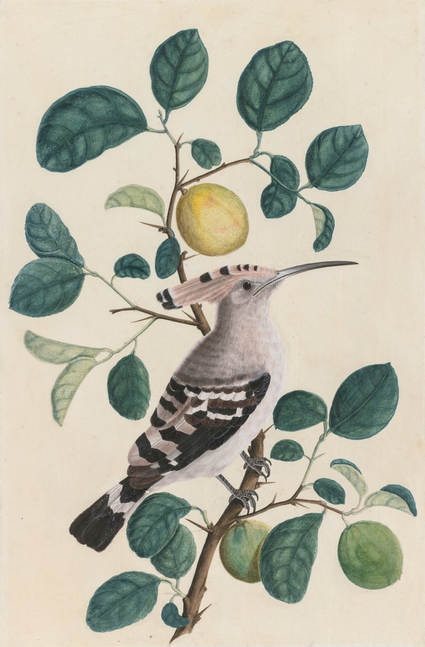 Narenciye Ağacı Dalı Üzerinde İbibik by Unknown artist