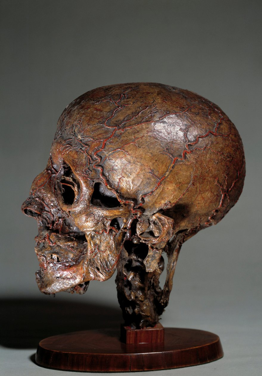 Balmumu enjeksiyonları ile yapılmış insan anatomik kafası. 18. yüzyıl Özel koleksiyon by Unknown artist