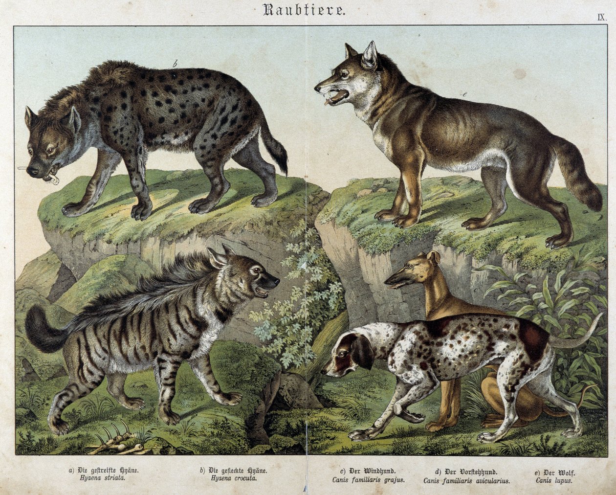 Sırtlanlar ve köpekler. "" Memelilerin Doğal Tarihleri"nde, ed. Schreiber by Unknown artist