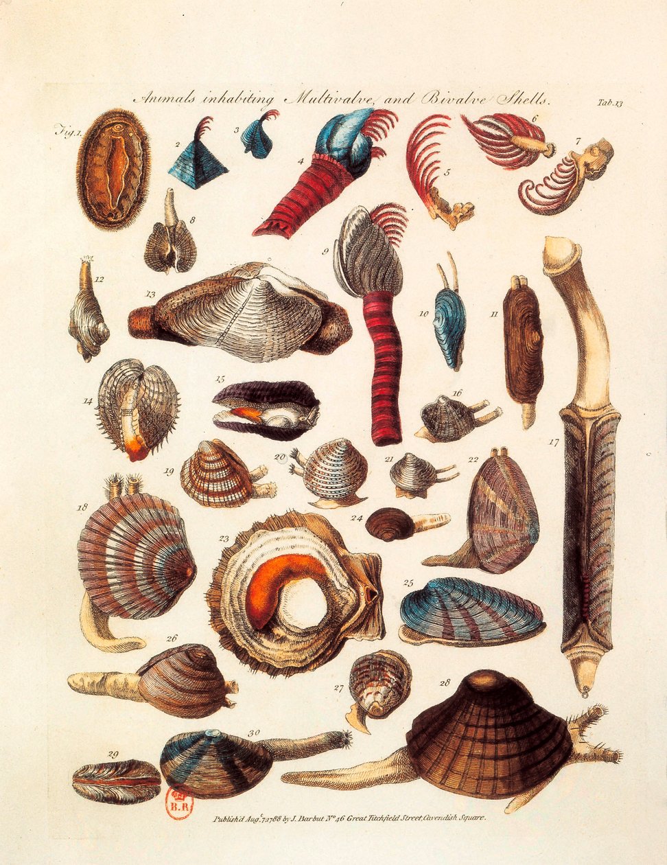 "The Genera Vermium" anlaşmalarından alınan farklı çift kabuklu ve çok çeneli hayvan türlerini temsil eden resimli sayfa by Unknown artist