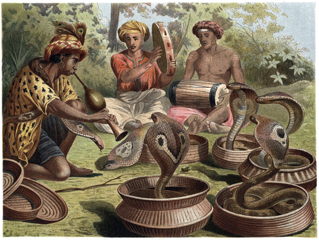 Hint Kobrası - Hint kobrası by Unknown artist