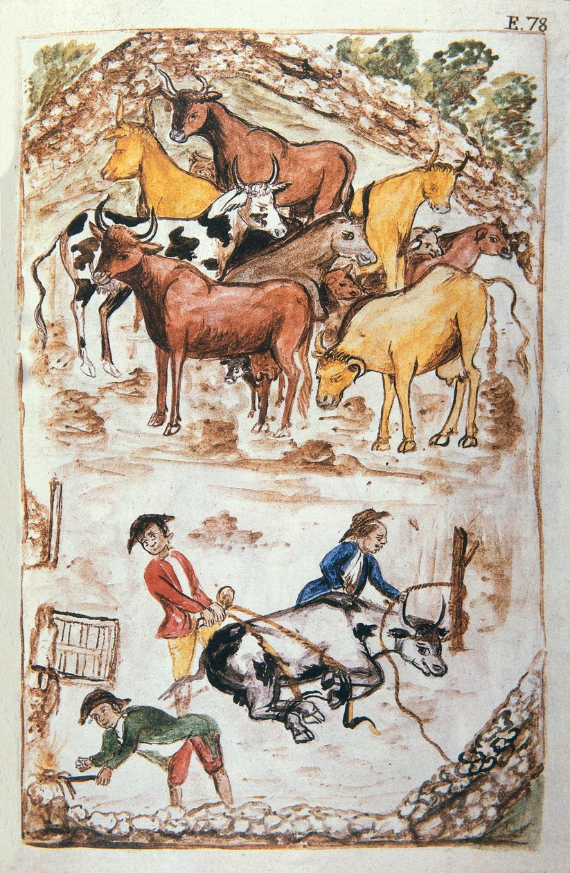 İneklerin Hint Muhafızları, "Trujillo del Peru" veya "Códice Martínez Compañón" kitabından, Baltazar Martinez Compañón y Bujanda, Trujillo piskoposu (1782-1785) by Unknown artist