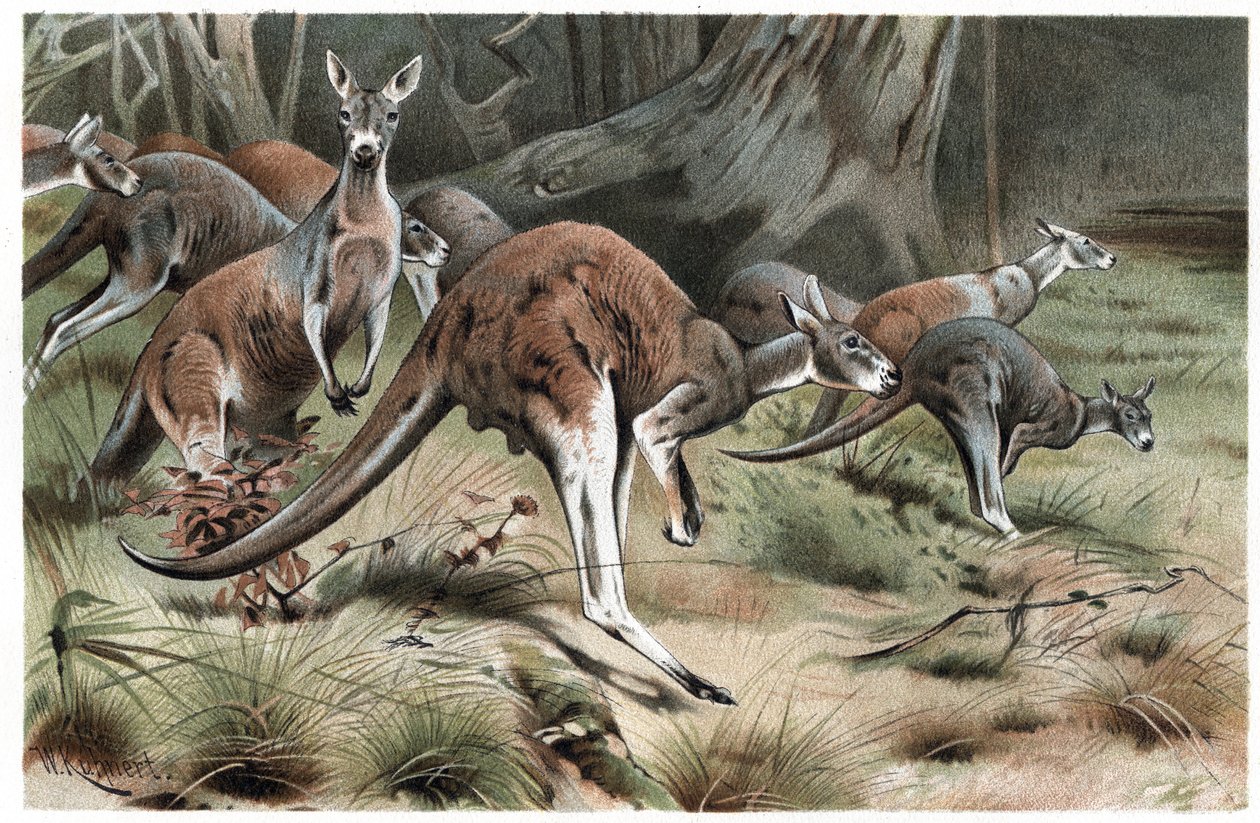 Kanguru - Kanguru - Alfred Edmund Brehm