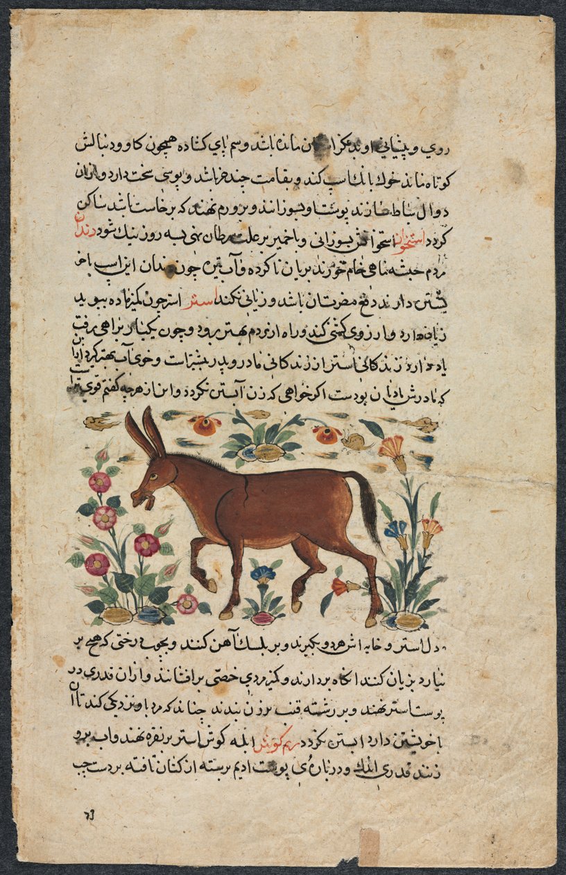 Khar (Eşek), Shahmerdan ibn Abi al-khayrr
