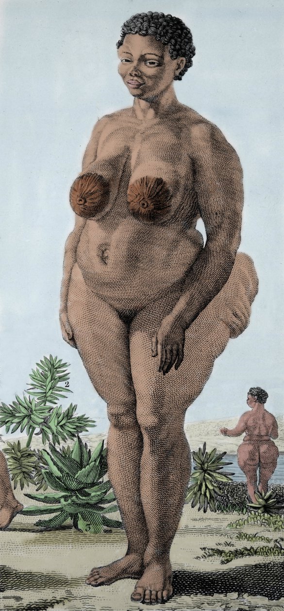 Bochiman cinsi bir kadın olan La Venus Hottentote; (Hotentot Venüs,) 1815 gravürü. by Unknown artist