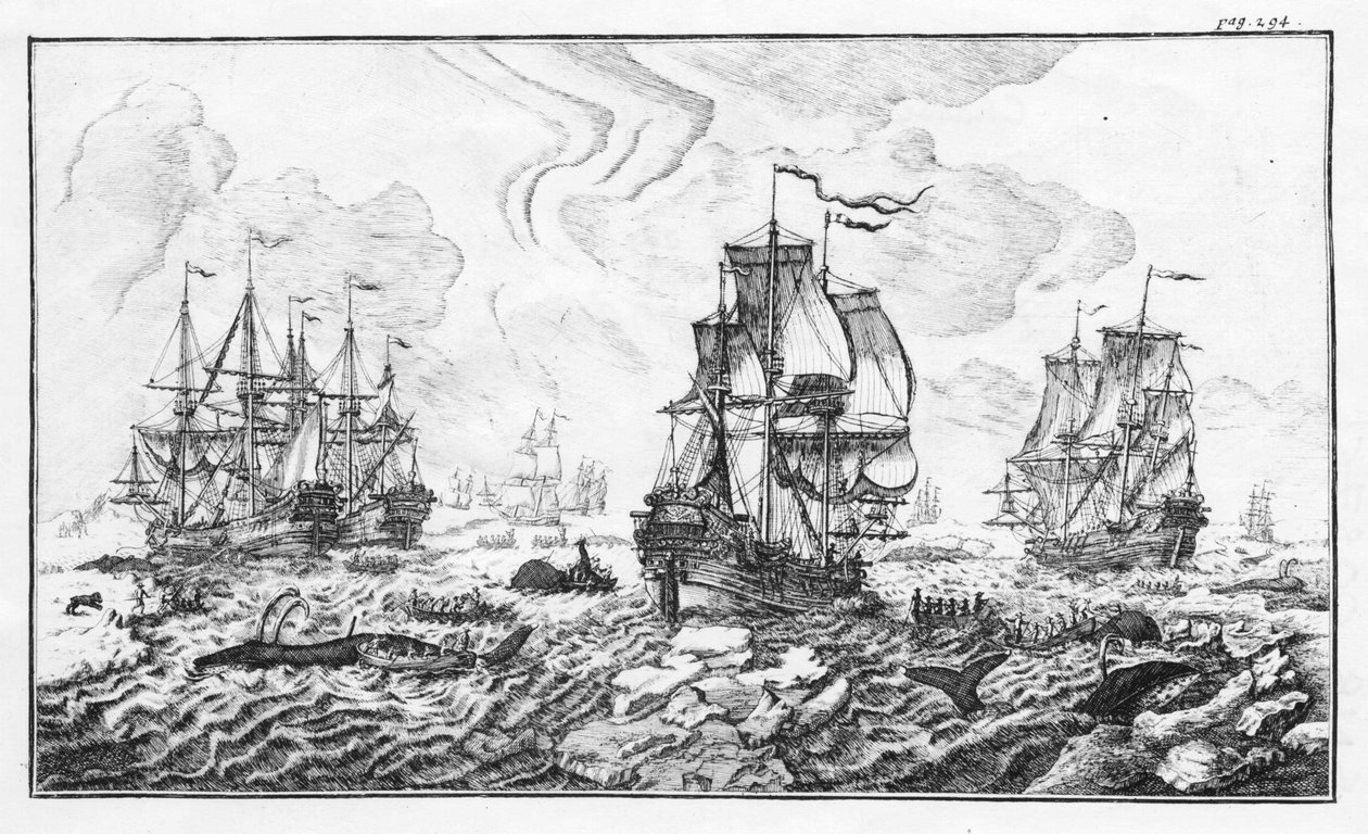 La chasse à la caleine - Cornelis Zorgdrager