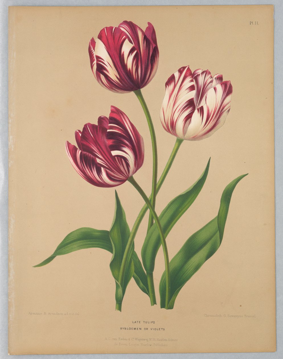 Geç Laleler / Bibloemen veya Menekşeler by Unknown artist