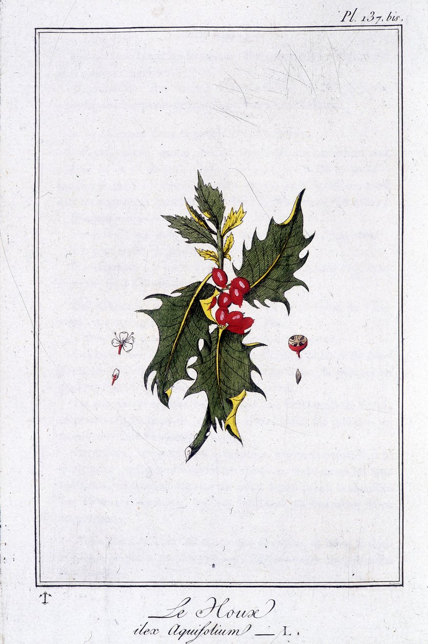 Holly (Ilex Aquifolium) - J.C. Philibert, Imprimerie de Crapelet, Paris tarafından yazılan “Tüccarların kullanımı için botanik alıştırmaları” içinde by Unknown artist