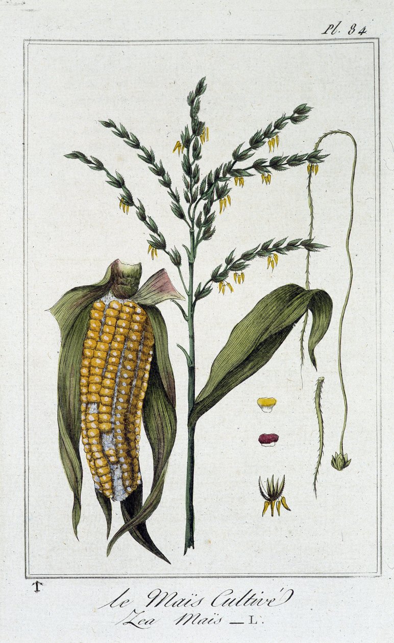 Le Mais Cultivate (Les Mais) - J.C. Philibert, Imprimerie de Crapelet, Paris tarafından düzenlenen “Tüccarların kullanımı için botanik alıştırmaları” bölümünde by Unknown artist