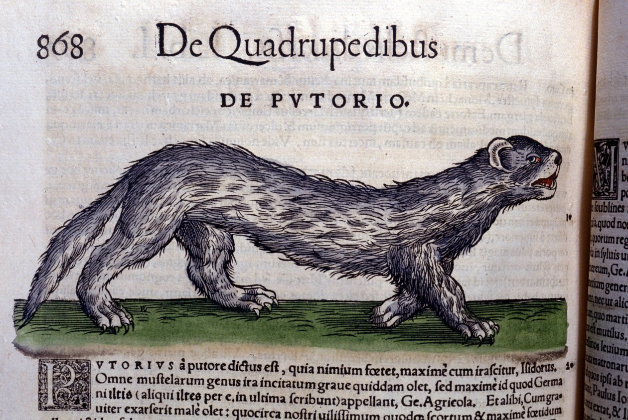 Le fertois - Historia Animalium