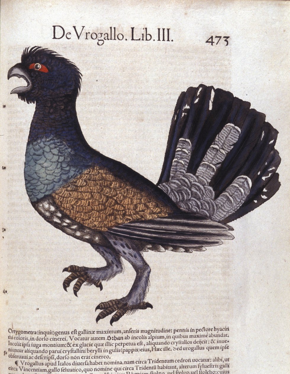 Historia Animalium de Conrad Gesner (1516 - 1565), Tiguri
