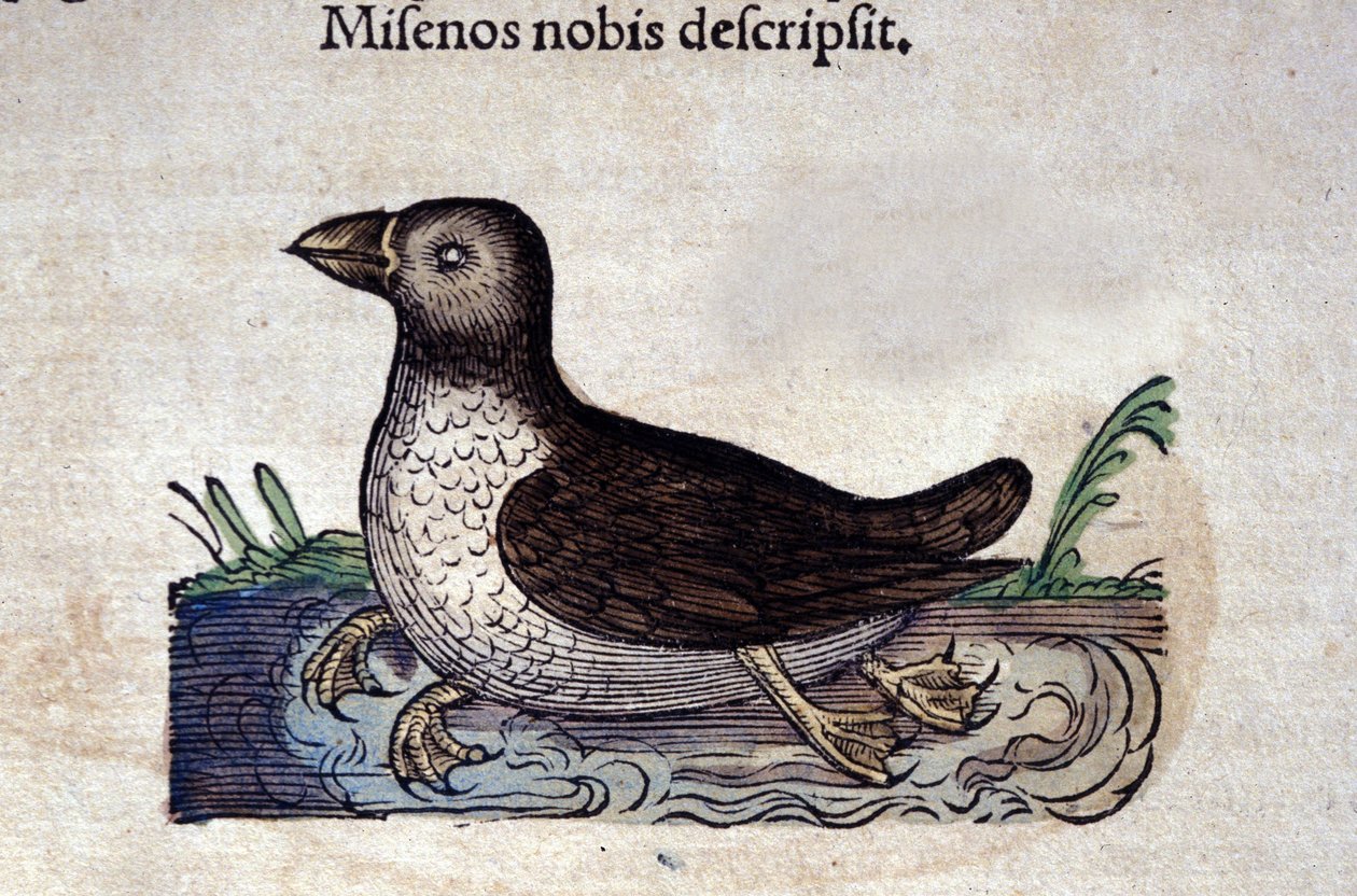 Historia Animalium de Conrad Gesner (1516 - 1565), Tiguri