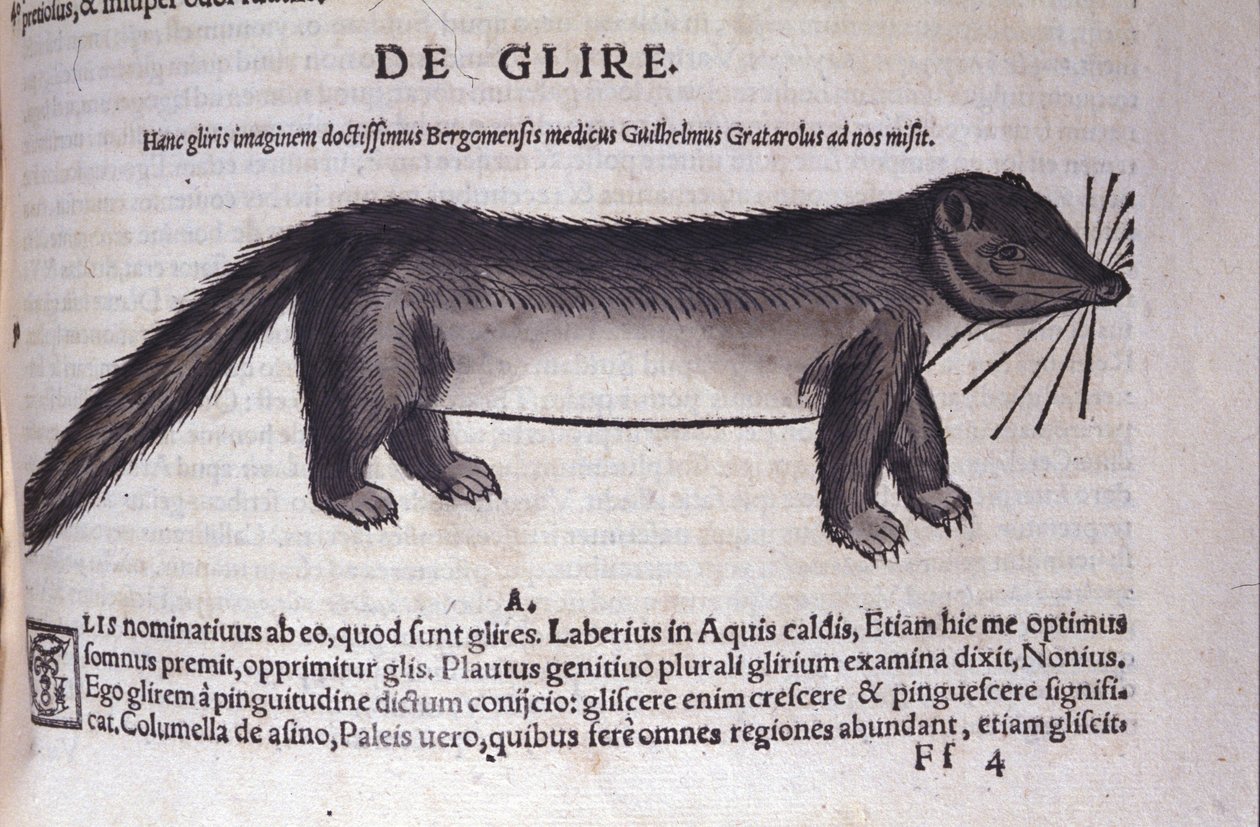 Le loir in Historia Animalium, Conrad Gesner (1516 - 1565), Tiguri by Unknown artist