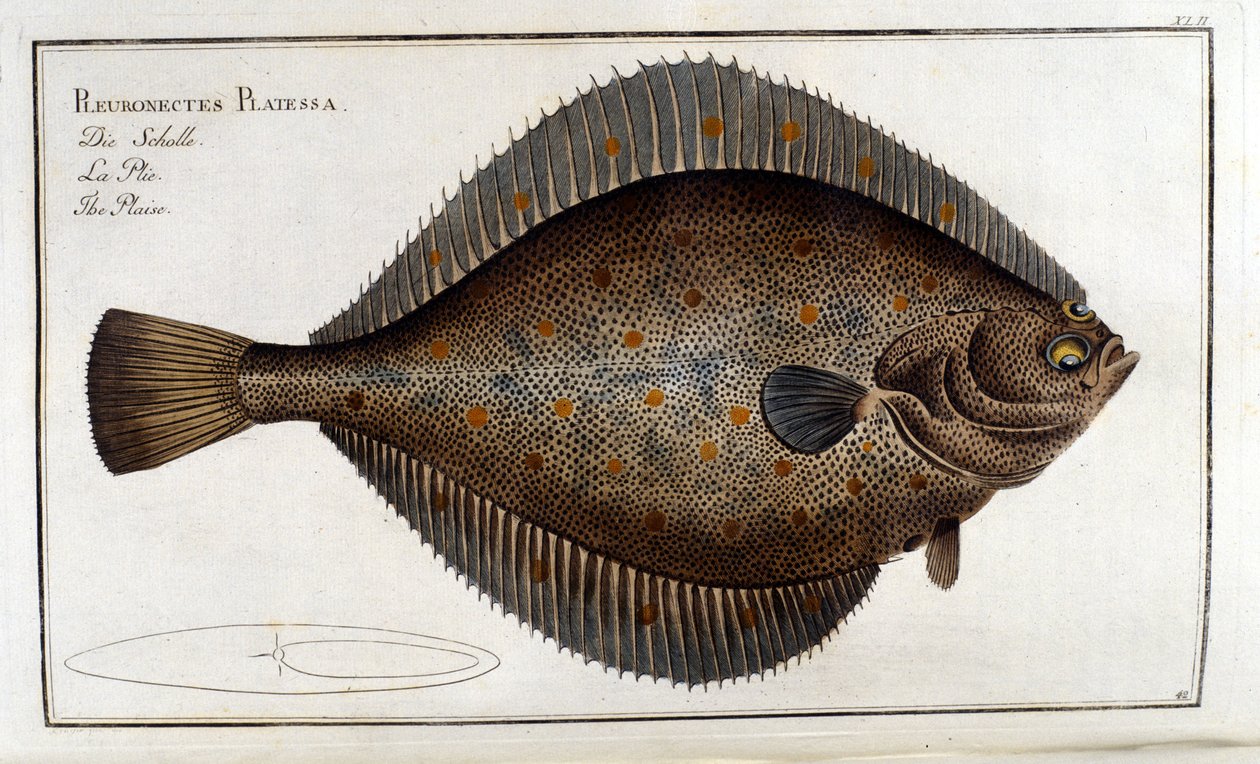 Kalkan veya Pleuronectes Platessa Marc Elieser Bloch Ichthyologie Paris - Berlin - Londra 1787'den sonra by Unknown artist