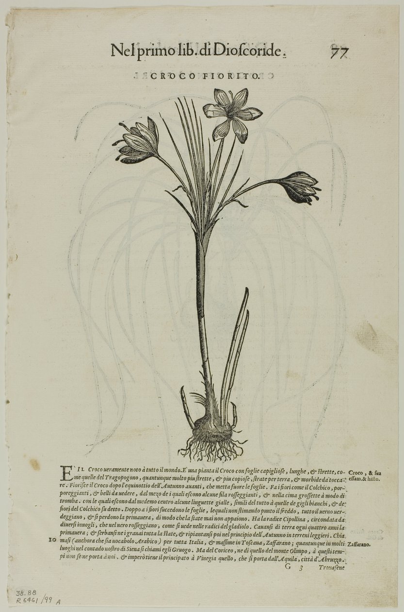 Petrus Andreas Matthiolus'un Discorsi'sinden Yaprak, XVI. Yüzyıl Kitaplarından Woodcuts'tan 99 numaralı levha by Unknown artist