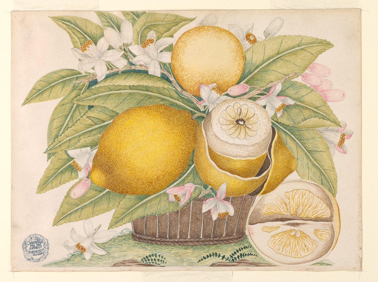 Sepette Limon ve Limon Çiçeği by Unknown artist