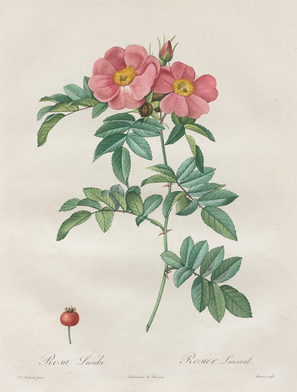 Les Roses: Rosa Lucida by Unknown artist