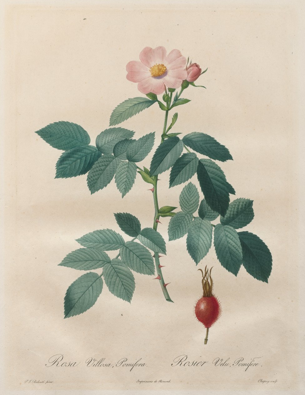 Les Roses: Rosa villosa, meyve ağaçları by Unknown artist