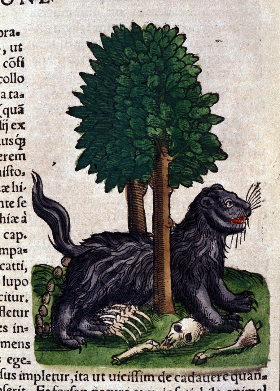 Aslan. Historia Animalium