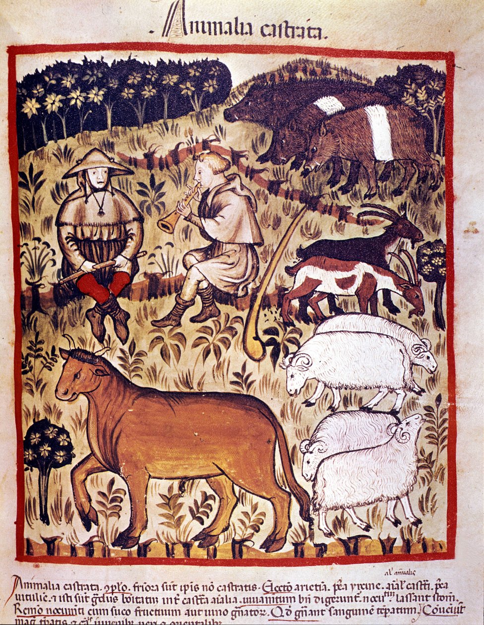 Hayvancılık, koyun, keçi ve domuz. İlaç ve diyetetik sağımlarından aydınlatma “” Tacuinum sanitatis”” by Unknown artist