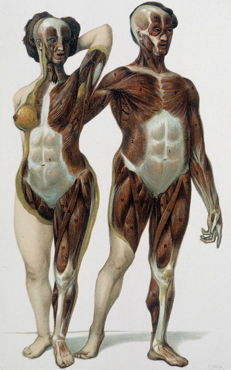Derili kadın ve erkek: kaslar - tıp kitabı, 19. yüzyılın sonlarında by Unknown artist