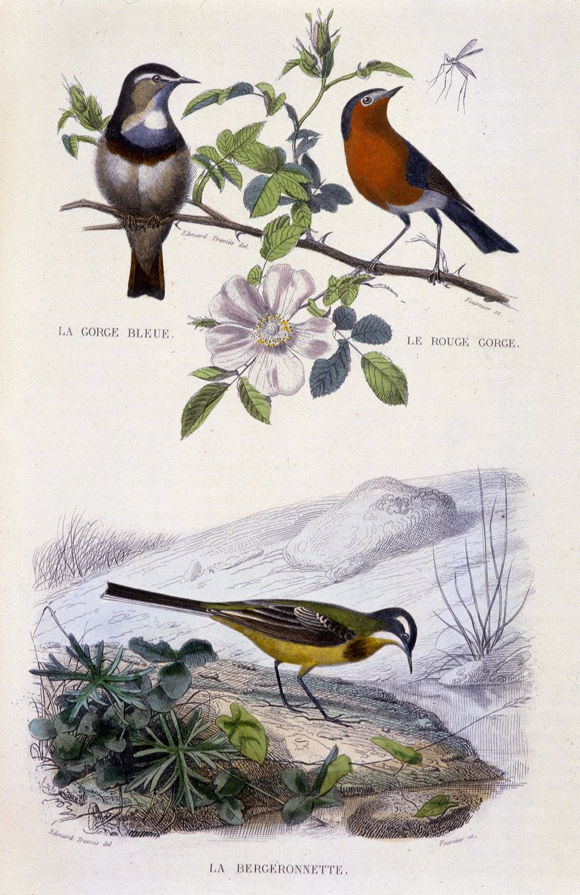 Doğal Tarih Plakası: Kuşlar: Bluethroat (Gorge Bleue), robin (Rouge Gorge) ve kuyruksallayan - Buffon'un “” Eserlerinde, T.5, ed. Duman Jouvet & Cie by Unknown artist