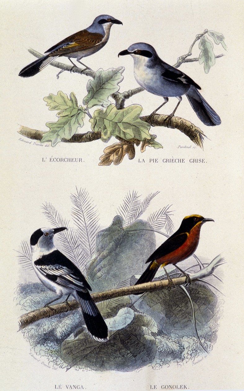 Doğal tarih panosu: Kuşlar: Ekorcheur, gri greche pastası, vanga ve gonolek - “” Works of Buffon””, T.5, ed. Sigara Jouvet & Cie by Unknown artist