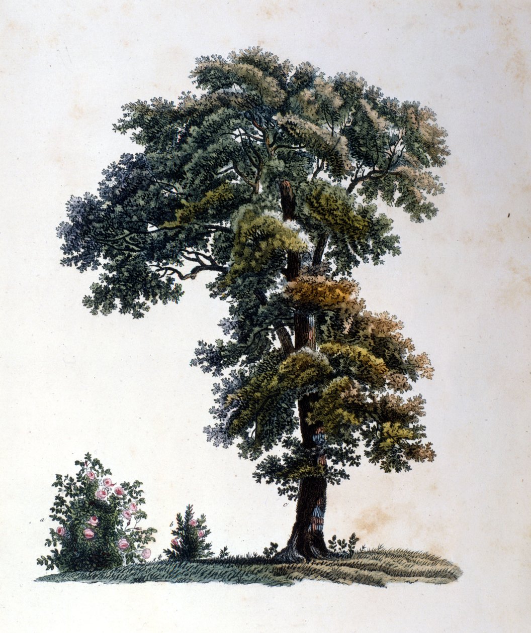 Meşe. 19. yüzyılın başlarında gravür. by Unknown artist