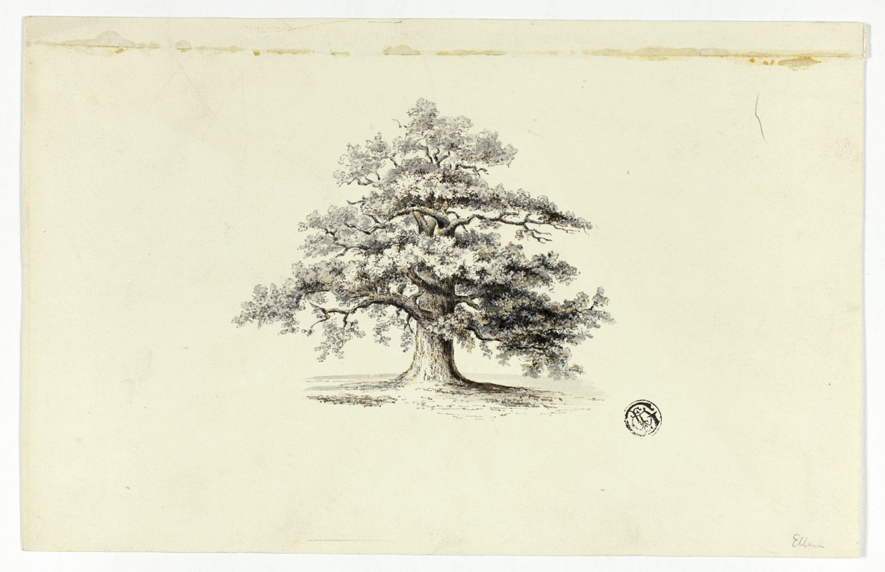 Meşe ağacı by Unknown artist