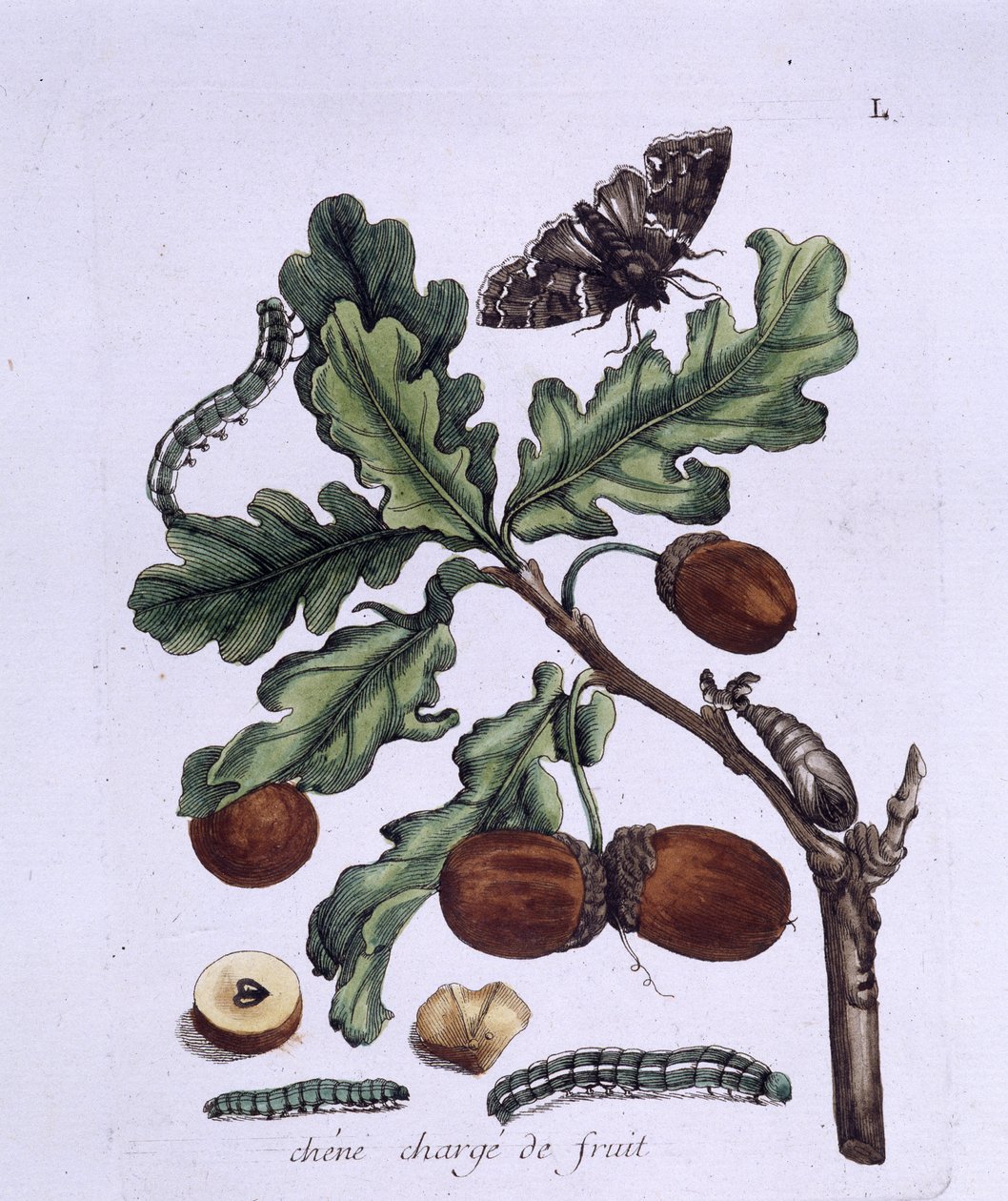 Meşe meyvesi: meşe palamudu, kelebekler ve tırtıllar by Unknown artist