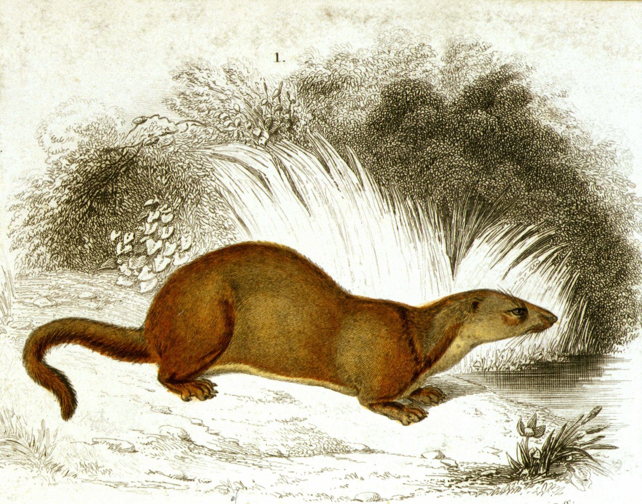 Otter - renkli gravür. 19. yüzyıl gravürü. by Unknown artist