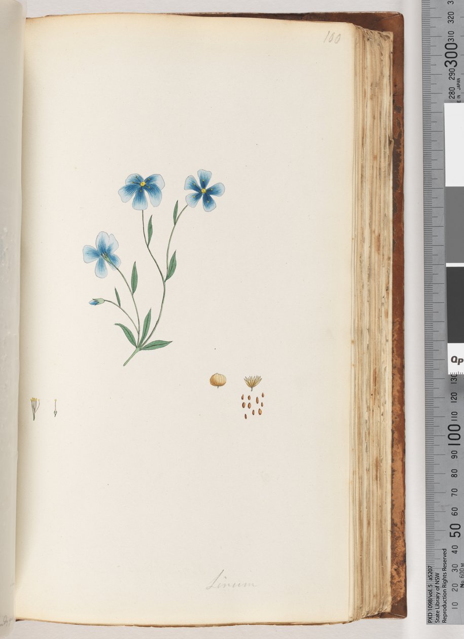 Sayfa 100. Linum by Unknown artist
