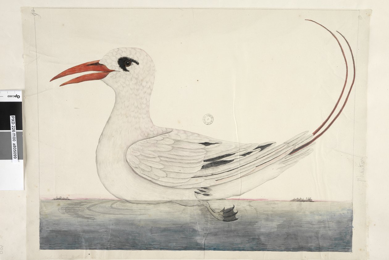 Sayfa 100. Phaeton Red, Tailed Tropicbird Phaethon rubricauda, 1791-92 by Unknown artist