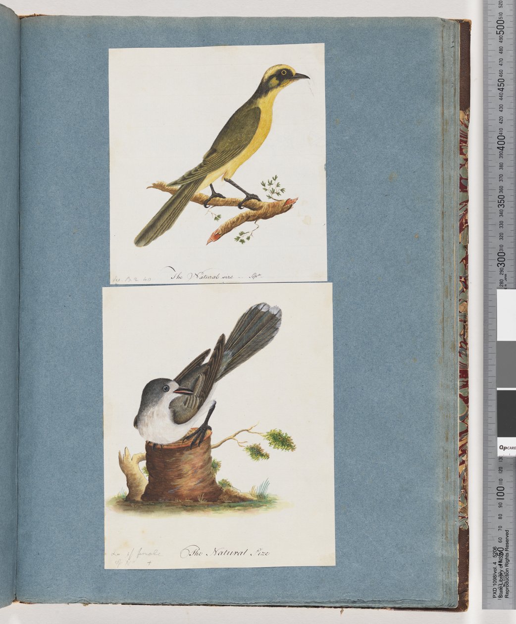 Sayfa 101. Sarı püsküllü Honeyeater. 102. Tanımlanamayan Kuş by Unknown artist