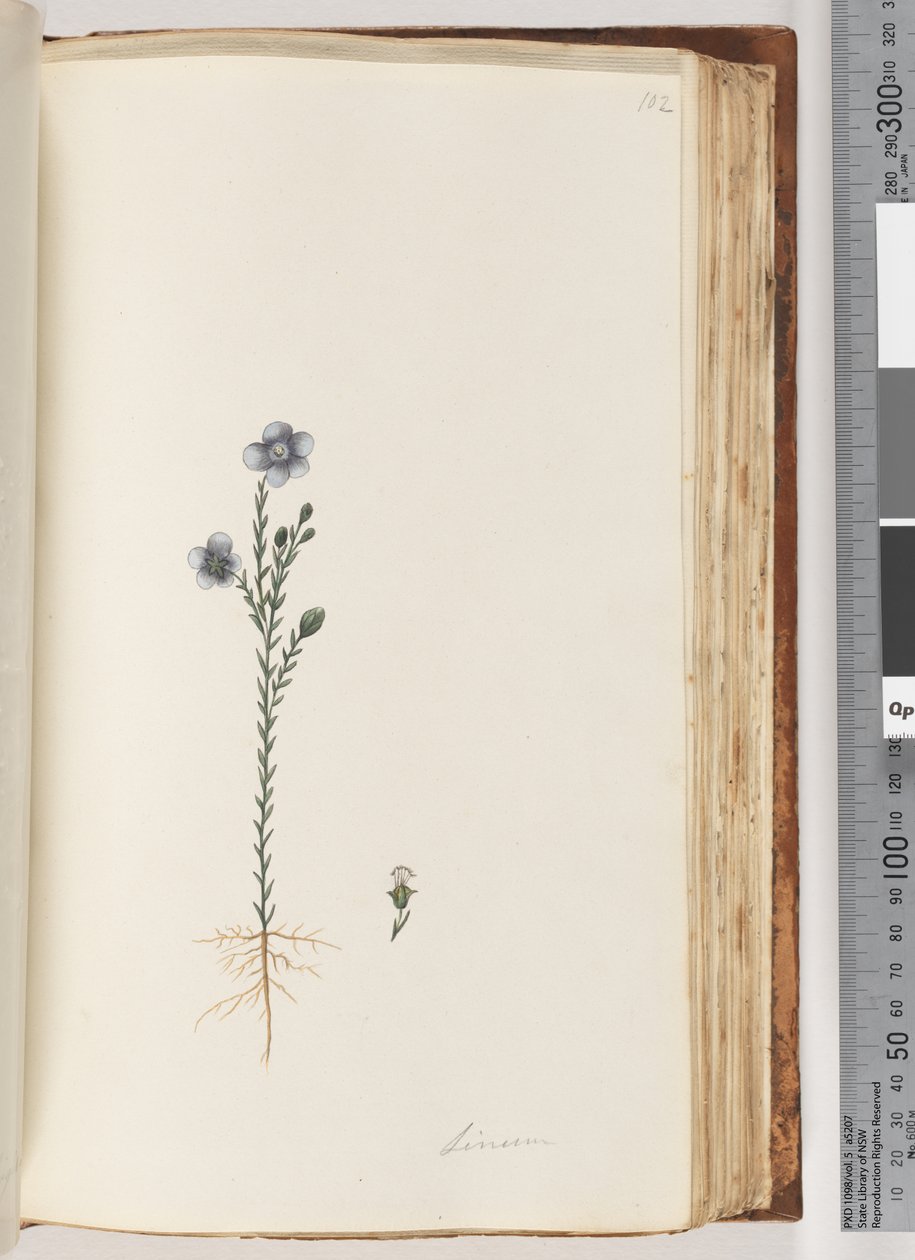 Sayfa 102. Linum by Unknown artist