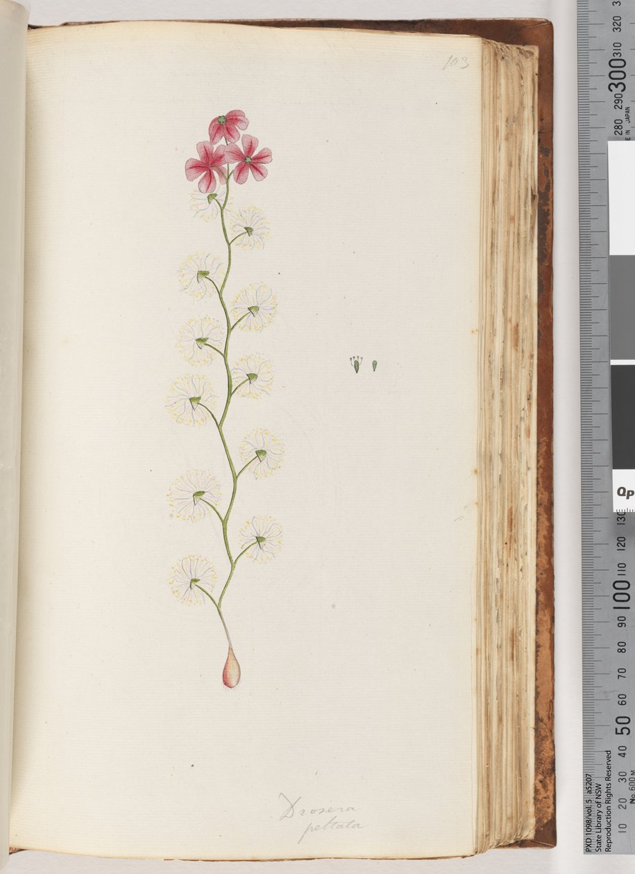 Sayfa 103. Drosera peltata by Unknown artist