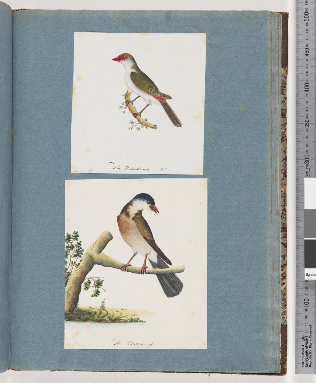 Sayfa 105. Kızıl kaşlı Finch. 106. Tanımlanamayan Kuş by Unknown artist