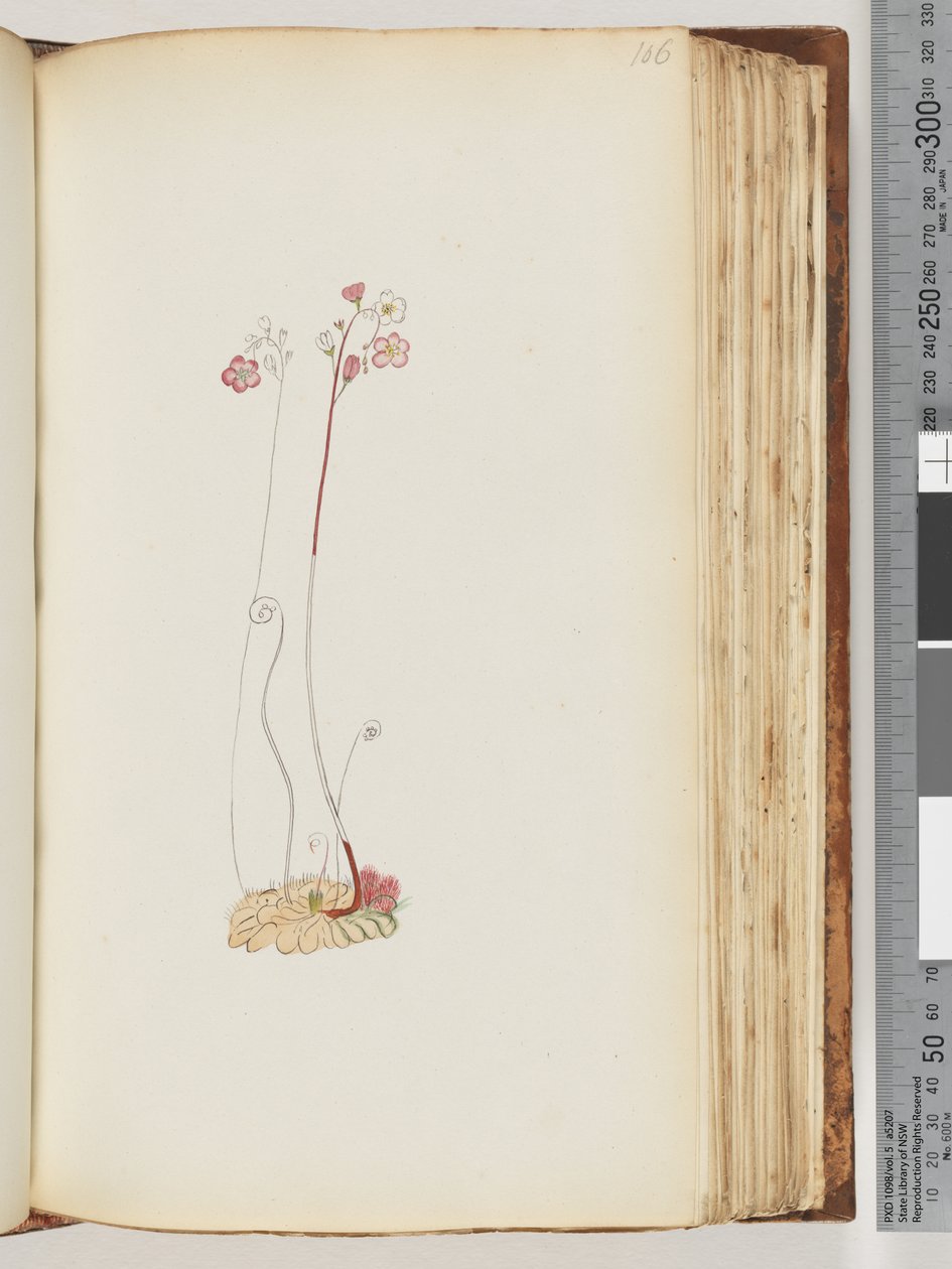 Sayfa 106. Yazı yok, çizim bitmemiş by Unknown artist