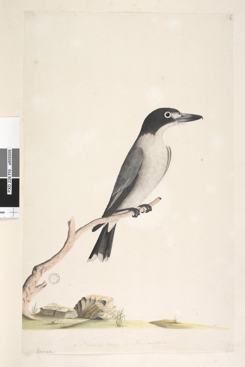 Sayfa 10. Vanga. alt merkezde farklı elde Doğal boyutta, iris şüpheli Gray Butcherbird Cracticus torquatus erkek, 1791-92 by Unknown artist