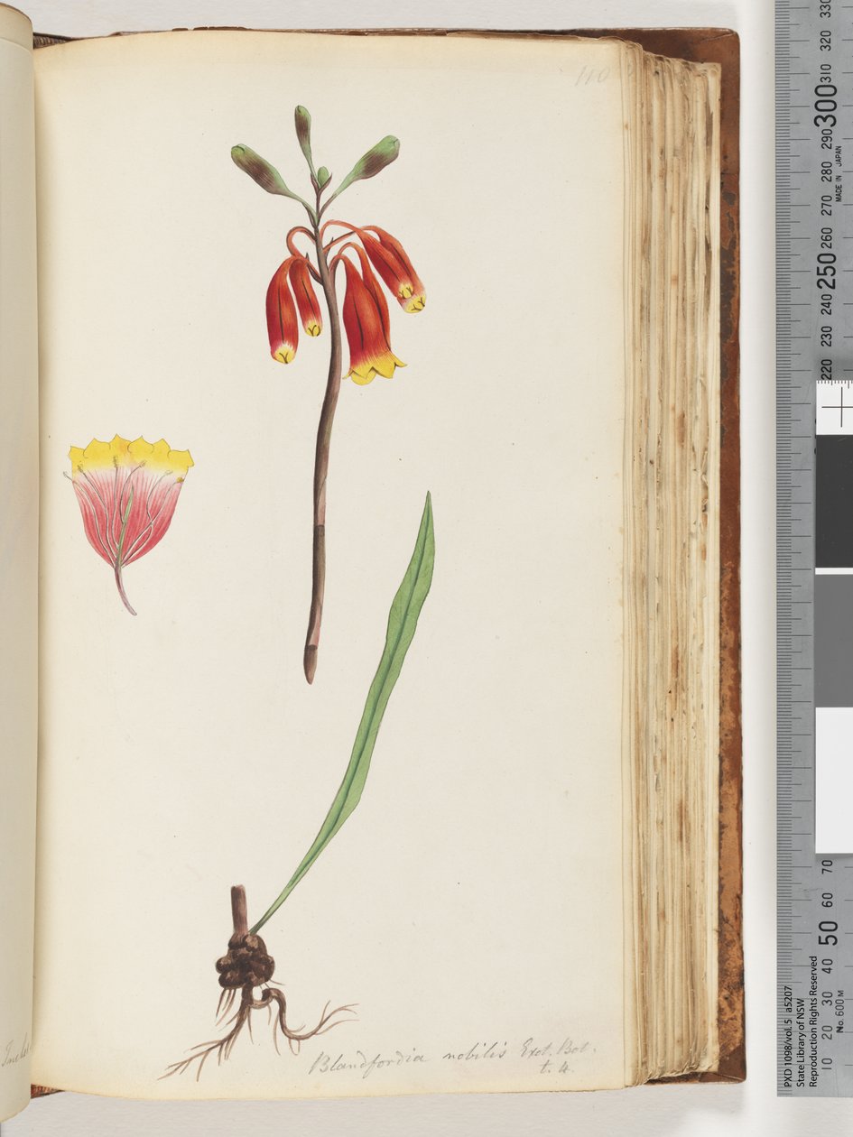 Sayfa 110. Blandfordia nobilis Exot. Bot / t. 4. Noel Çanı by Unknown artist