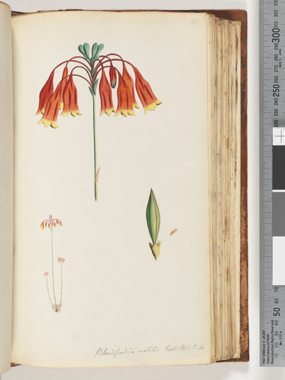 Sayfa 111. Blandfordia nobilis Exot. Bot. T. 4. Noel Çanı by Unknown artist
