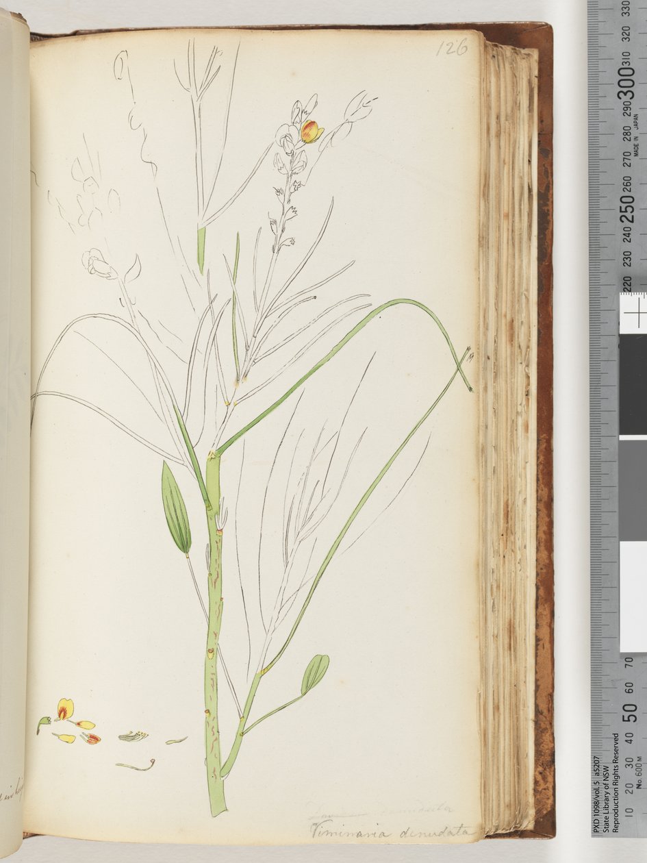 Sayfa 126. Viminaria denudata