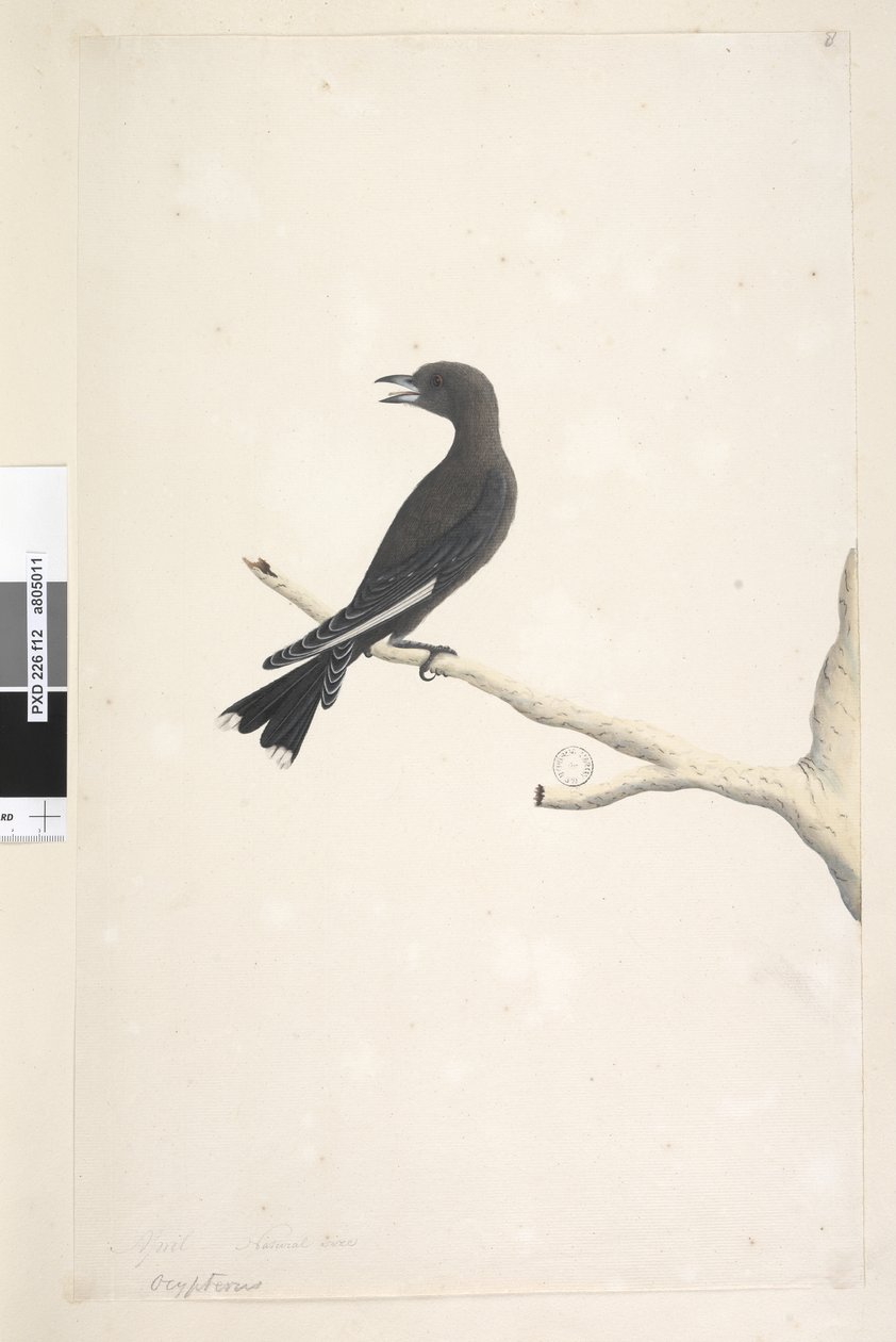 Sayfa 12. Ocypterus. yukarıdaki başlık farklı bir elde Nisan,  doğal boyut Dusky Wood, Swallow Artamus cyanopterus, 1791-92 by Unknown artist